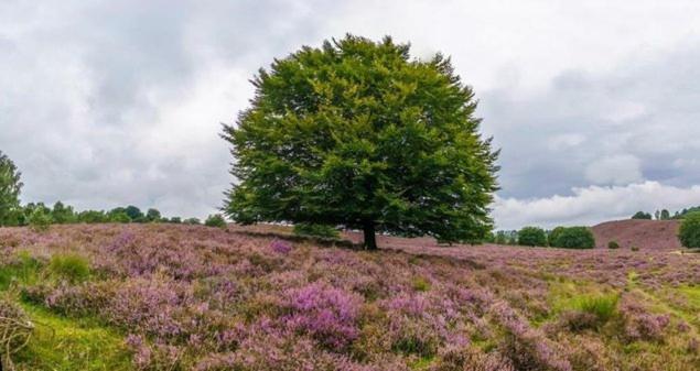 B&Bveluwezoom Eerbeek Buitenkant foto
